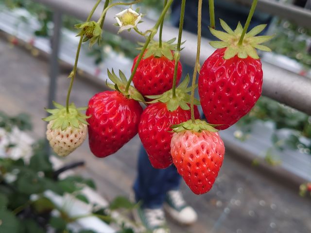 ���������C�`�S_�r�{�_��