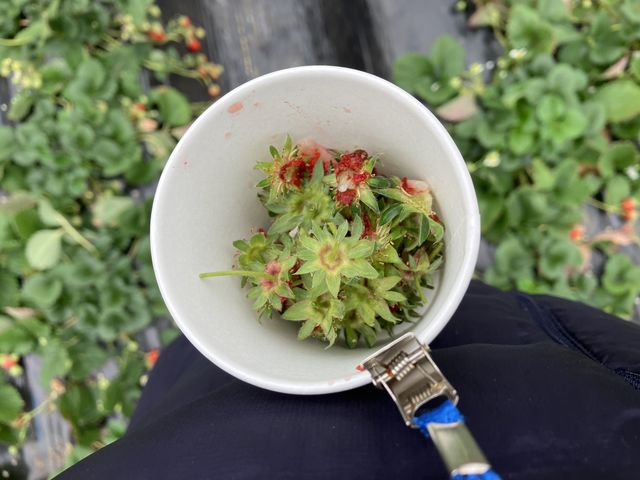 �񂩂�J�b�v���Ԃ牺���܂�_�������_���@��t�@�[��