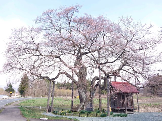 ���c�c�̍O�@��
�ԋ�y�������K�[�f���̒��ԏ�e�ɂ���܂��B_�O�@��