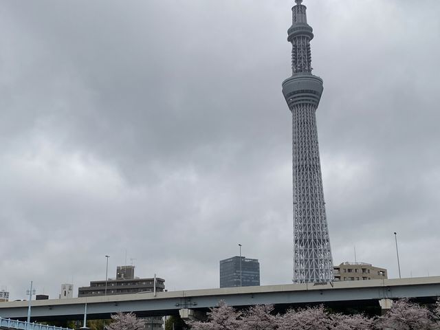 �X�J�C�c���[�ƍ�_�����s�ό��D�D