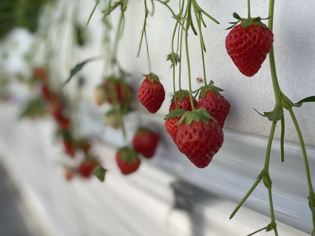 ������_�ԍՂ������̒J