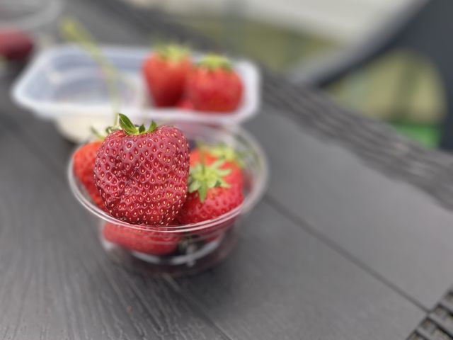 �傫�����_�������̂�������