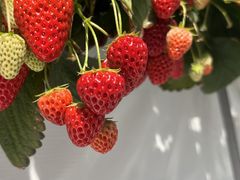 䂫܂̃AOX^[XyVւ̓eʐ^1