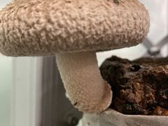 ݂͂̎c񂿂̒őւ̓eʐ^1