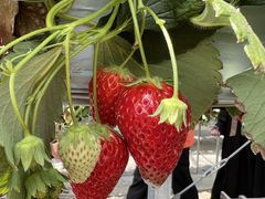 [[̕xÃANAt@[ւ̓eʐ^1