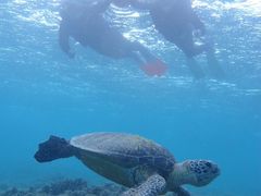 reikõ}BbWւ̓eʐ^1