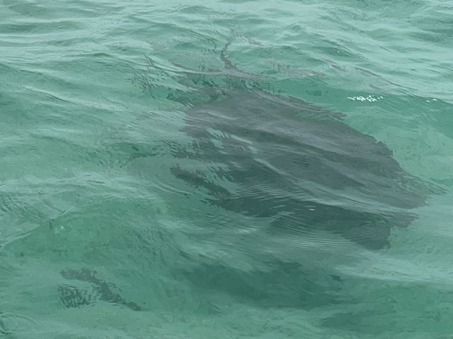 �j���ł���E�~�K�������ł��I�ƂĂ��߂������ł��I_�}�����K�C�h�C��(����Ԃ�)