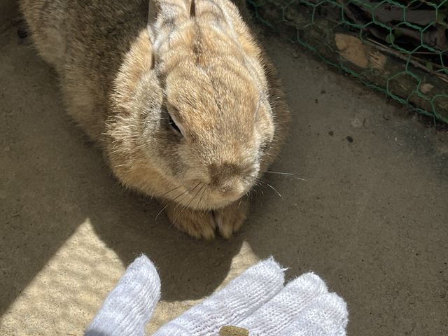 ������_��ˍ��R�E�܂�̐X