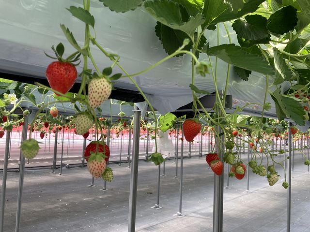 �ƂĂ��Y��Ȃ�����_�X�g���x���[�t�@�[��BERRYBERRYBERRY