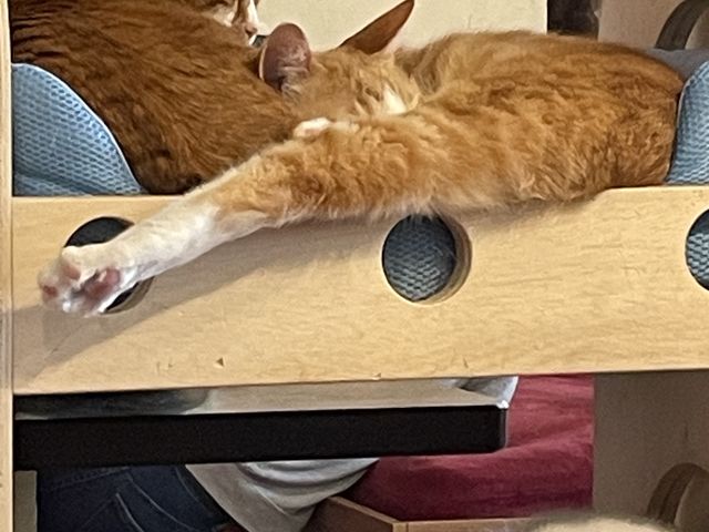 ����_�~���[�L�[�Y