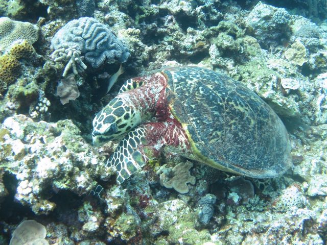 �^�C�}�C�A�ނ���ނ���_DS natura