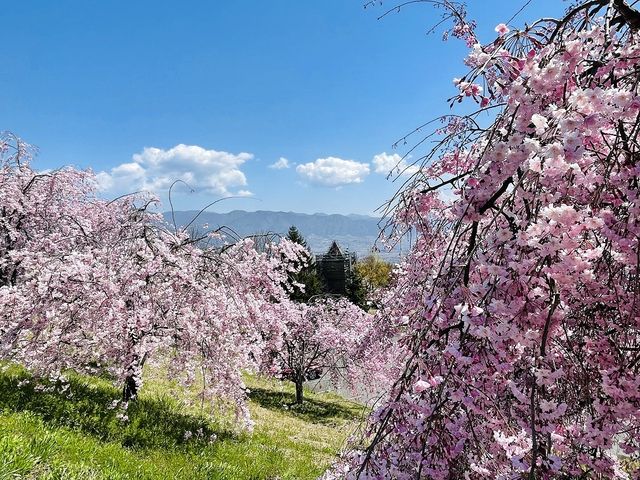 �炫�ւ��_�J����t���[�c�����E�t���[�c�Z���^�[