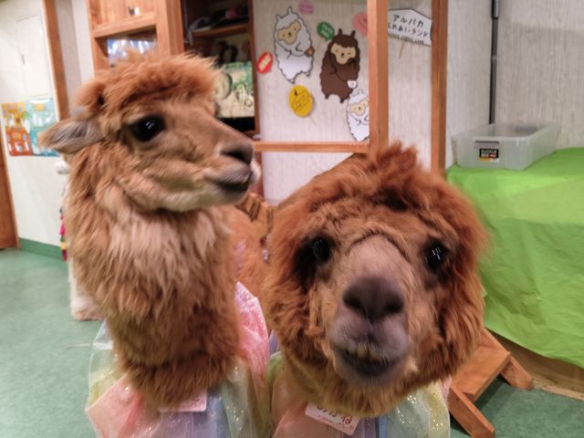 �Ƃ��Ă���l�����ĉ��������ł��I
����ȓs���ŐG�ꍇ����Ȃ�Ċ������ł��B_�A���p�J�ӂꂠ�������h