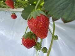 񂳂̃x[Yt@ւ̓eʐ^1