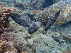 TSURUGIDAKE2999����̉��v�����R�ē��ւ̓��e�ʐ^1