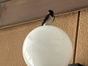 harusu̓̉w cvU̓eʐ^2