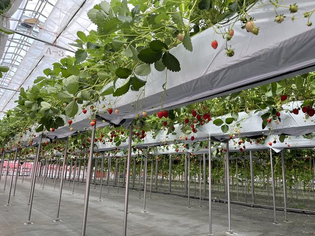 �n�E�X���́A��������̂�����������܂����I
�U���ł������A�^���ԂȂ��������������񂠂�܂����B_�X�g���x���[�t�@�[��BERRYBERRYBERRY