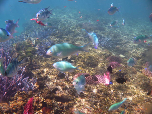 JcI̐؂[ɌQ鋛B
ih㕔⒆E≺̐ԎFJcI̐؂[j_ɗǕ@Y~[