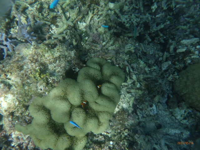 ji܂̂݁jBB_ɗǕ@Y~[