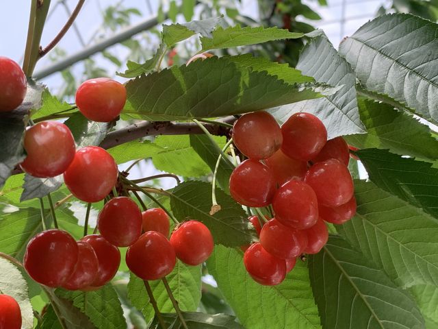 ��������������������_��낱�є_������