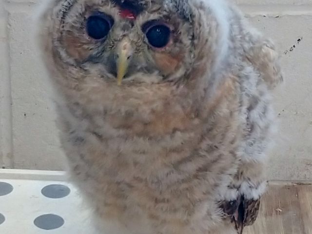 ��1_�ӂꂠ���J�t�F ���ӂ肱����