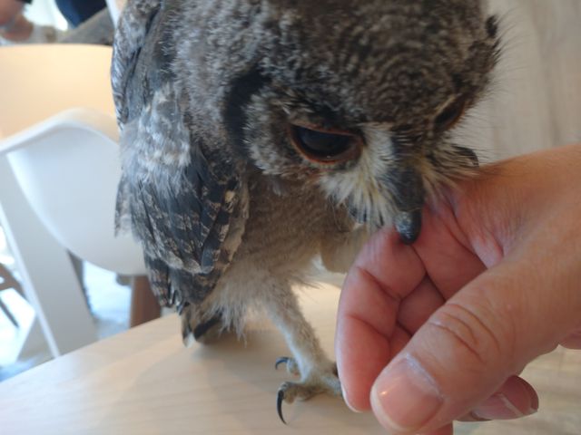 ��2_�ӂꂠ���J�t�F ���ӂ肱����