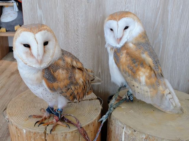 �����v��_�ӂꂠ���J�t�F ���ӂ肱����