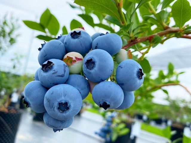 �H�ה�ׂ��y����_�����u���[�x���[��