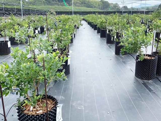 ���J�̓��ł����v_�����u���[�x���[��