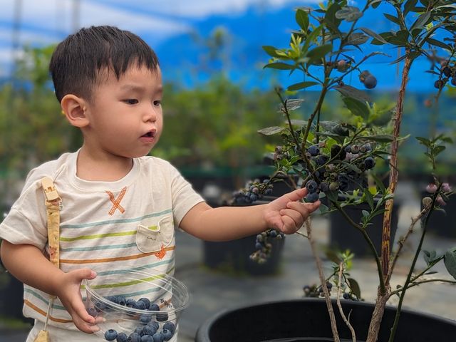 �u���[�x���[�̎��͂��q�l�ɍœK�ȍ����ɂ���_Blueberry Farm HAMANAKO