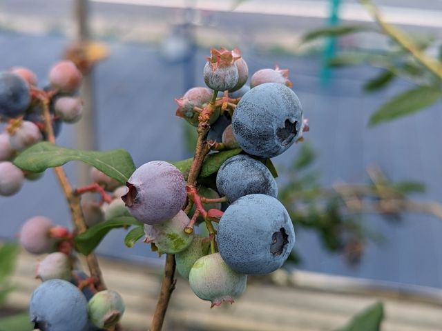 �u���[�x���[�͐F��Ȏ�ނ�����_Blueberry Farm HAMANAKO