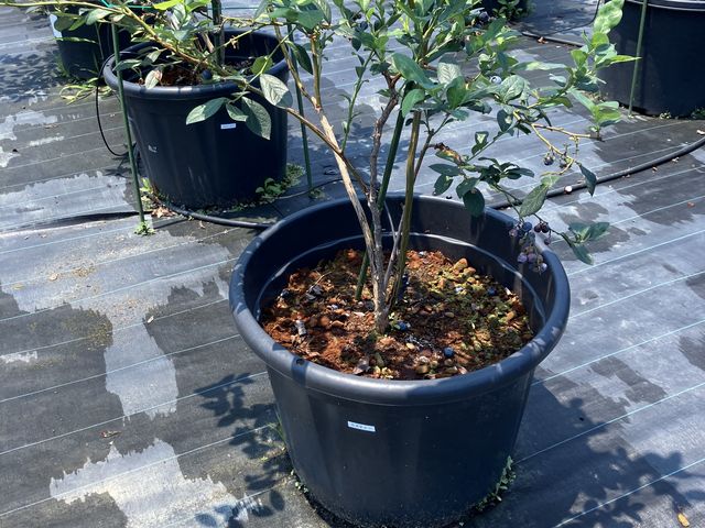 �u���[�x���[_Blueberry Farm HAMANAKO