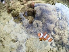 Ί_}T[rX߂̉Ԃ̎ʐ^2