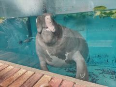 p񂳂̔Moiijւ̓eʐ^1