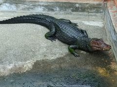 p񂳂̔Moiijւ̓eʐ^2