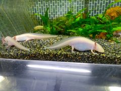 p񂳂̔Moiijւ̓eʐ^3