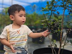 HSIANGBlueberry Farm HAMANAKOւ̓eʐ^1