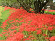 CCꃉC_[̘k{̓eʐ^3