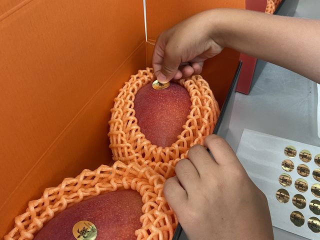 �����V�[�����I�V�����I_�u���[�^�[�g���t�@�[�� Blue Turtle Farm