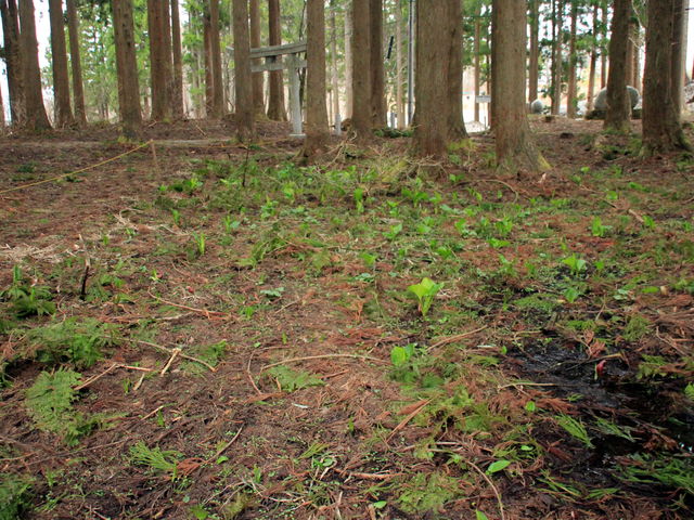 �C�C�ꃉ�C�_�[����̃n�`�k�U�[���\�E�Q�̓��e�ʐ^8