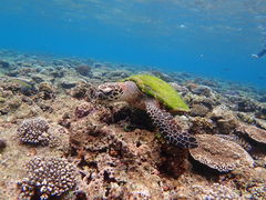 股̃Vm[P{@ILiւ̓eʐ^1