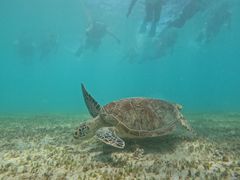 ݁[OCEANZ - I[VYւ̓eʐ^1