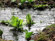 �C�C�ꃉ�C�_�[����̃n�`�k�U�[���\�E�Q�̓��e�ʐ^5