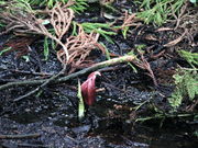 �C�C�ꃉ�C�_�[����̃n�`�k�U�[���\�E�Q�̓��e�ʐ^6