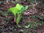 �C�C�ꃉ�C�_�[����̃n�`�k�U�[���\�E�Q�̓��e�ʐ^7