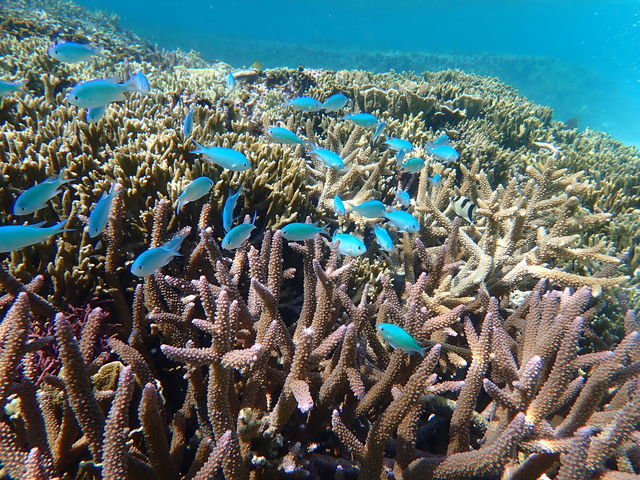 �ƂĂ��L���C
�J�����݂��Ă���܂���_�{�Âς��c�A�[�Y