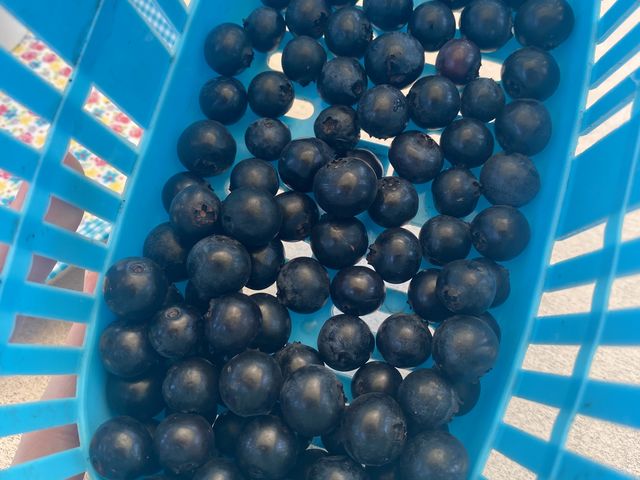 �u���[�x���[_�L�Δ_��