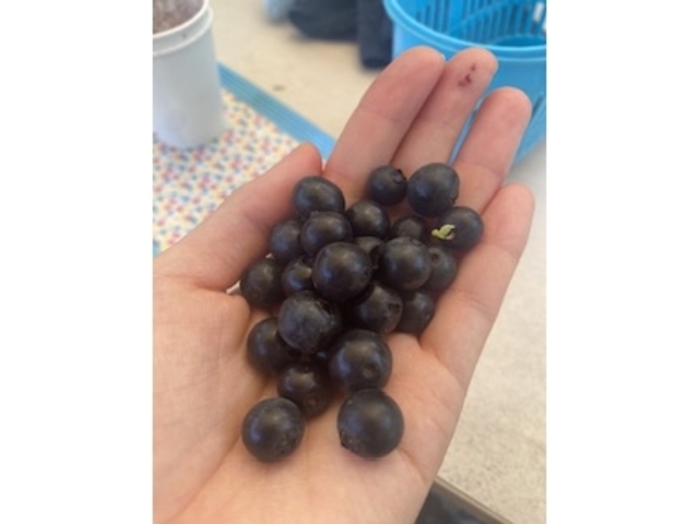 �����傫���I_�L�Δ_��