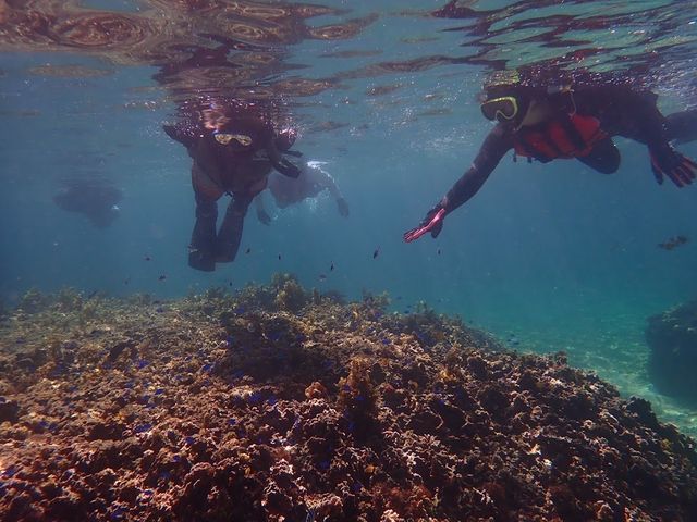 ��R�̂�����E�~�w�r�A�E�~�K���ɂ������ł��܂����I_JellyFish