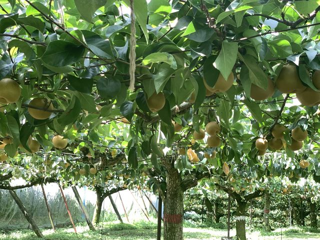 ؏䂪Ⴂ̂Ŕw̗ĹiPUTcmȏj݂Ȃ̈ړɂȂ܂B_cʎ